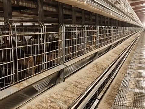 Duck Cage