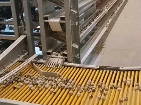 Feeding System
