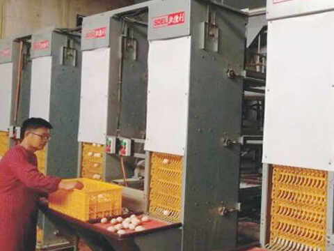 Henan Province Automated Broiler Cage Equipment Project Case