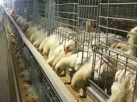 Kyrgyzstan Automated Cage Equipment Project Case