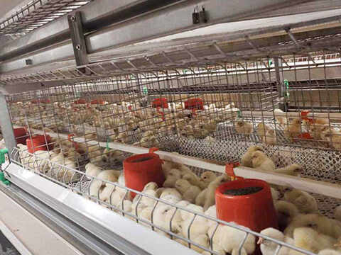 Malaysia Fully Automated Laying Hen Breeding Equipment Project Case
