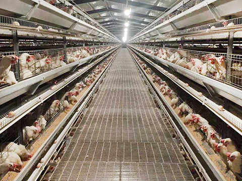Philippines Automated Breeding Equipment Project Case