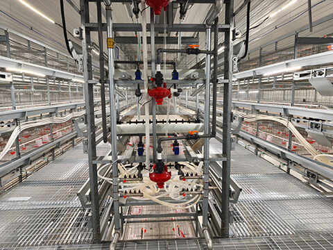 Pullet Cage