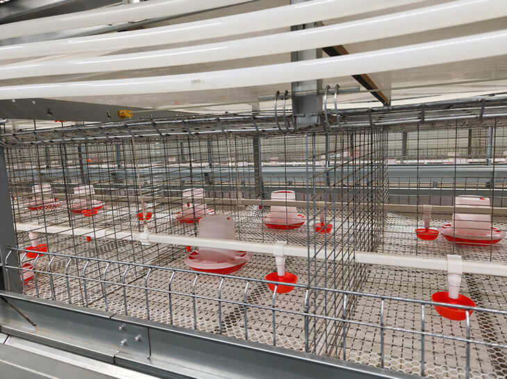Pullet Cage