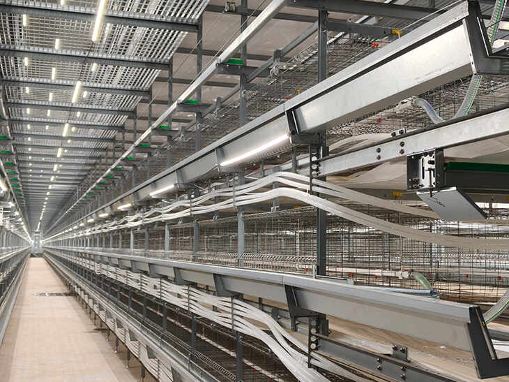 Pullet Cage