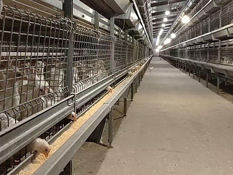 Broiler-Cage-Raising-Equipment03
