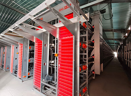Layer Chicken Cage