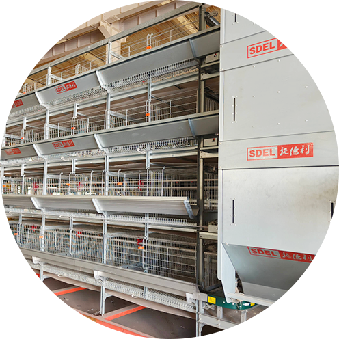 Layer Chicken Cage