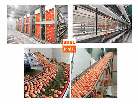 What Is The Market Prospect Of Laying Hen Cage Equipment?