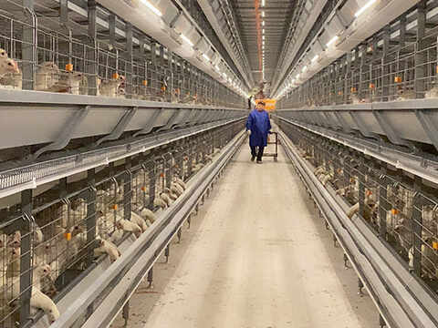 Layer Cage Equipment: An Important Means to Improve Layer Production Efficiency