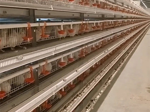 quail-cage-system