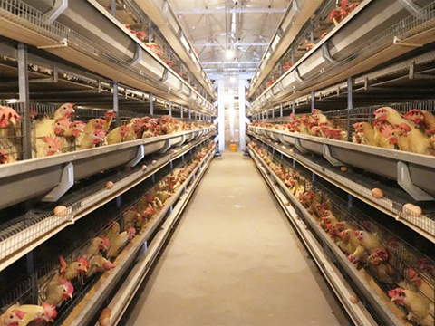 Poultry farming business plan 480 360