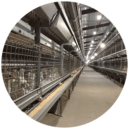 Broiler Chicken Cage
