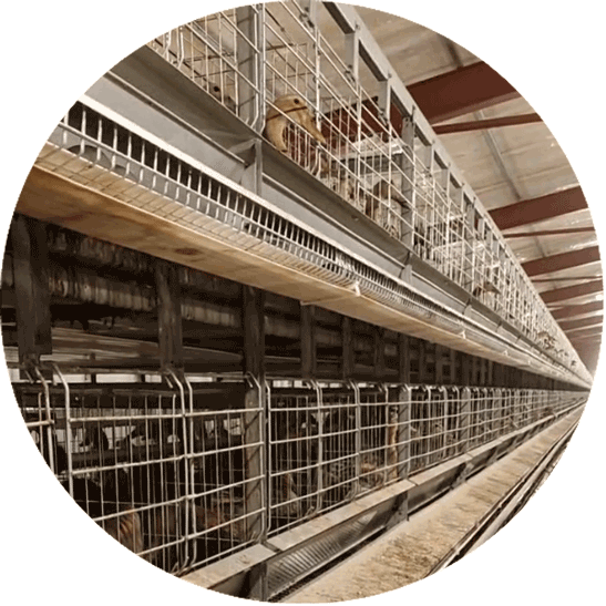 Layer Duck Cage