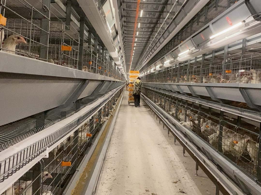 Commercial chicken cage system