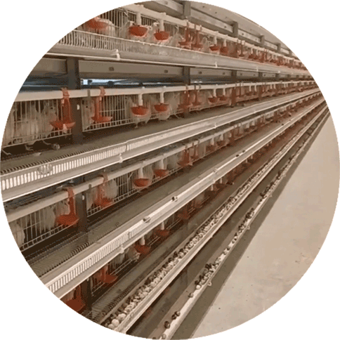 Quail Cage