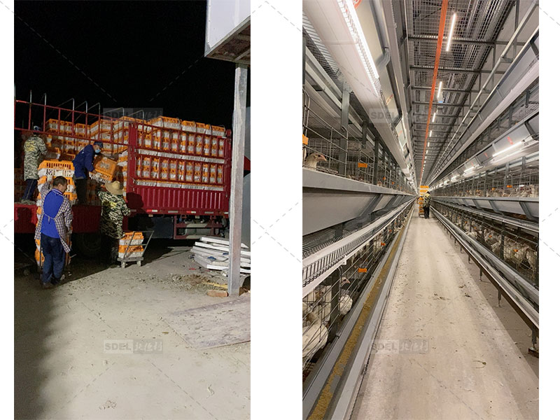 ​Transferring layers to laying cages