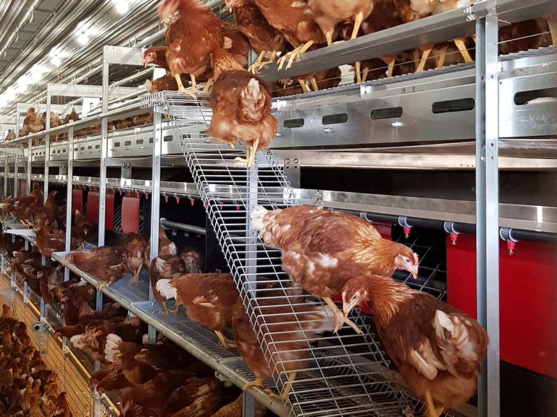Types of Cage System in Poultry