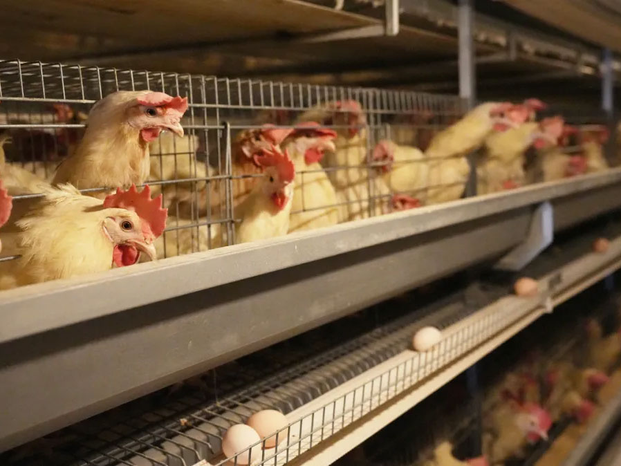 automated battery cage system: A guide to Selection