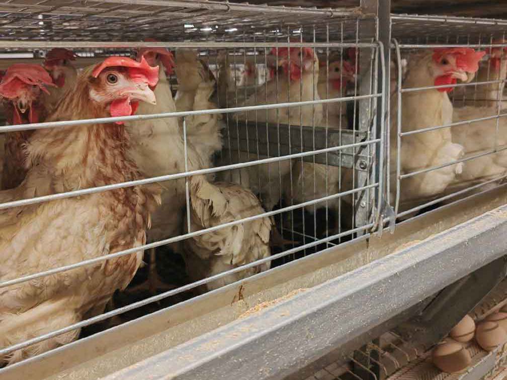 Seven Key Points for Selecting Superior and Culling Inferior Laying Hens for on Cage Rearing of Poultry