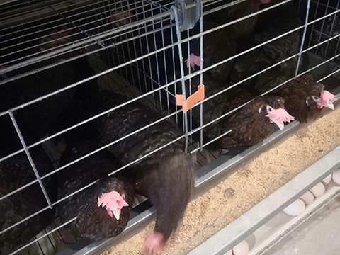 Despair in the Broiler House: The Devastating Impact of Mold on Battery Cage Hen Health​