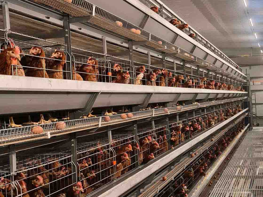 Heat Stress Prevention in Modern Poultry Housing System