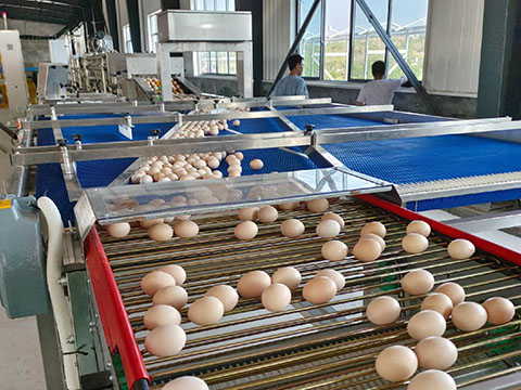 ​How to start chicken eggs business