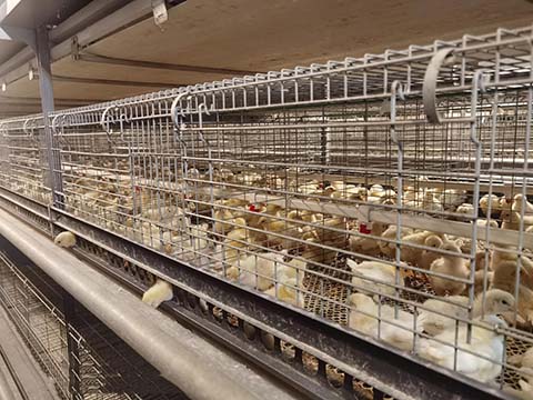 Key Points of Data-Driven Management During the Brooding Period for Laying Hens in Battery Cages​