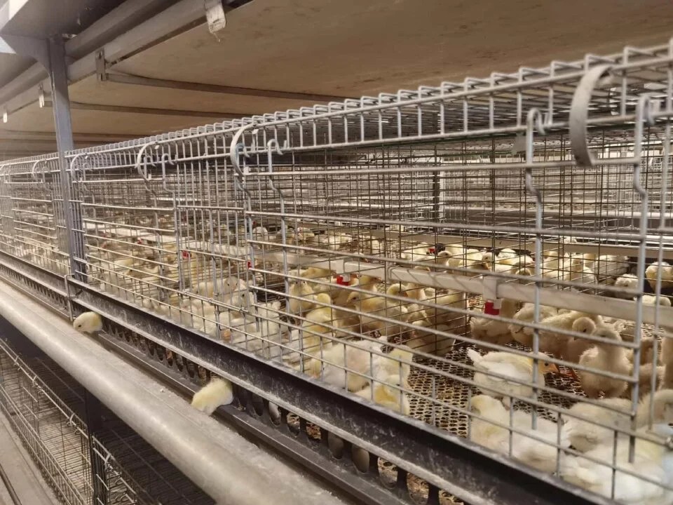 How to Master Spring Ventilation in Multi-Tier Brooding Cage System