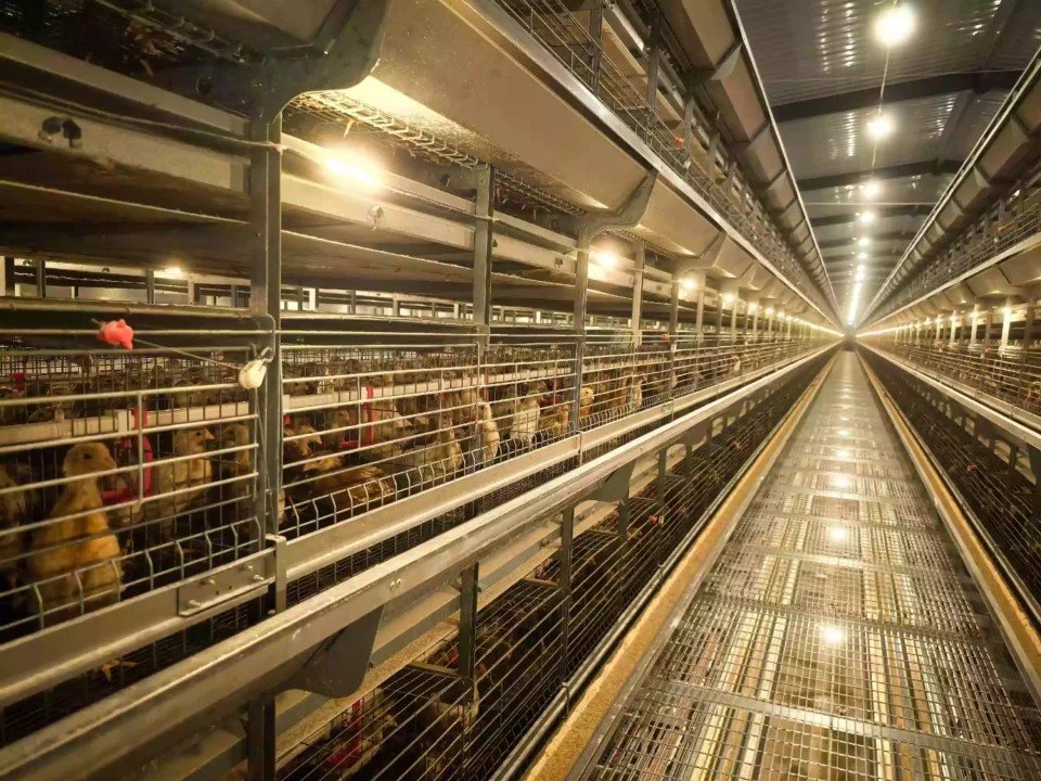Stress Management in Modern Poultry Farming: A Guide for Cages for Layers Operations​