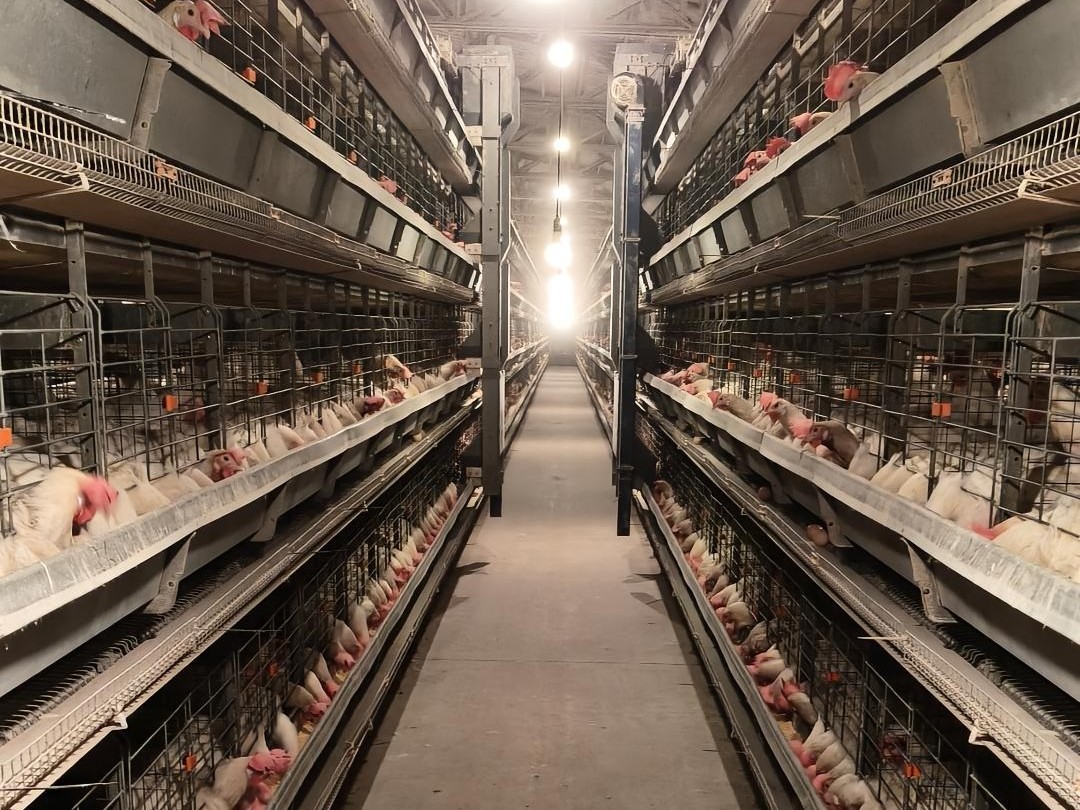 How can automatic poultry farm maximize the potential of laying hens?