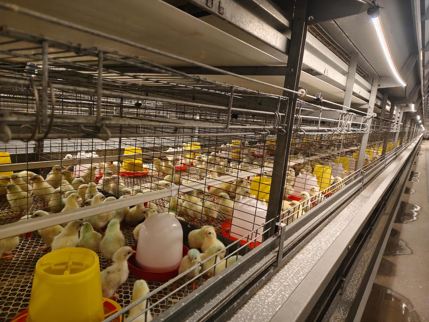 Solutions for Underweight Pullet in Cage Systems