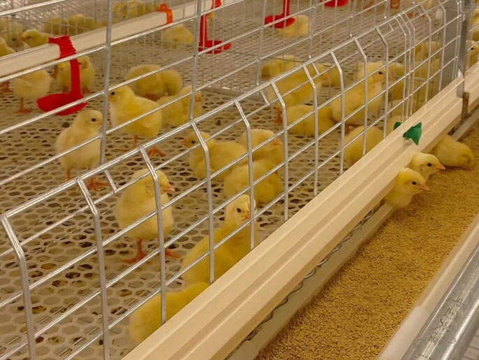 Understanding Animal Needs and Feed Particle Size: A Key Strategy for Optimizing Performance in a Broiler Poultry Farm